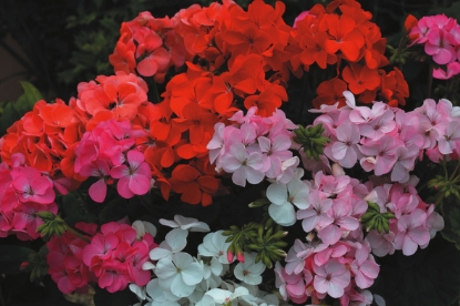 Picture of Geranium - Inspire Mix F1